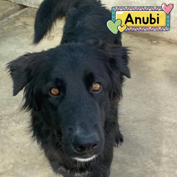 ANUBI bellissimo incrocio pastore belga 2 anni in adozione 