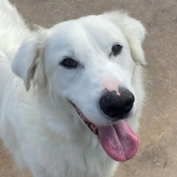 GHALI splendido cagnolino tripode in adozione - canile di Latina | Foto 6