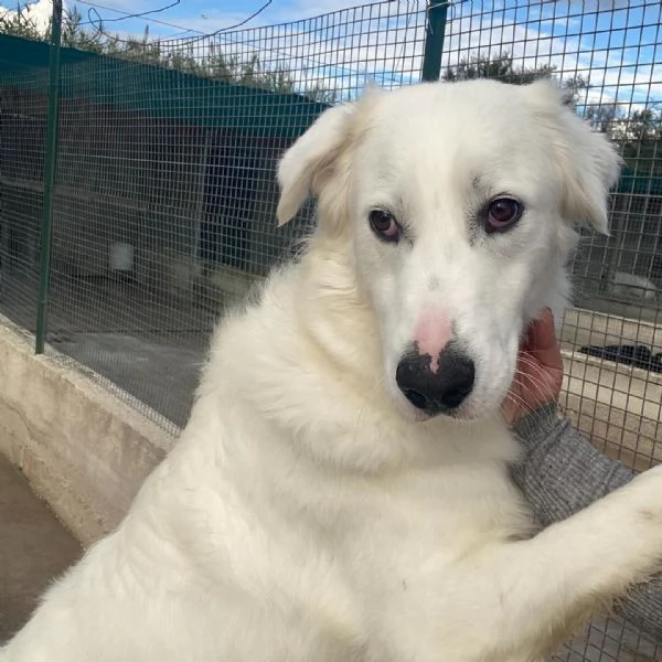 GHALI splendido cagnolino tripode in adozione - canile di Latina | Foto 5
