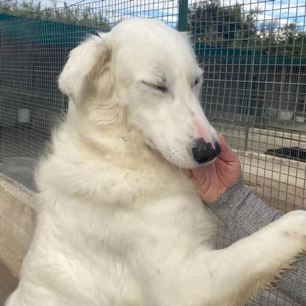 GHALI splendido cagnolino tripode in adozione - canile di Latina | Foto 4