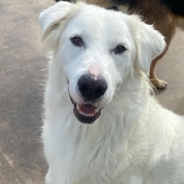 GHALI splendido cagnolino tripode in adozione - canile di Latina | Foto 3