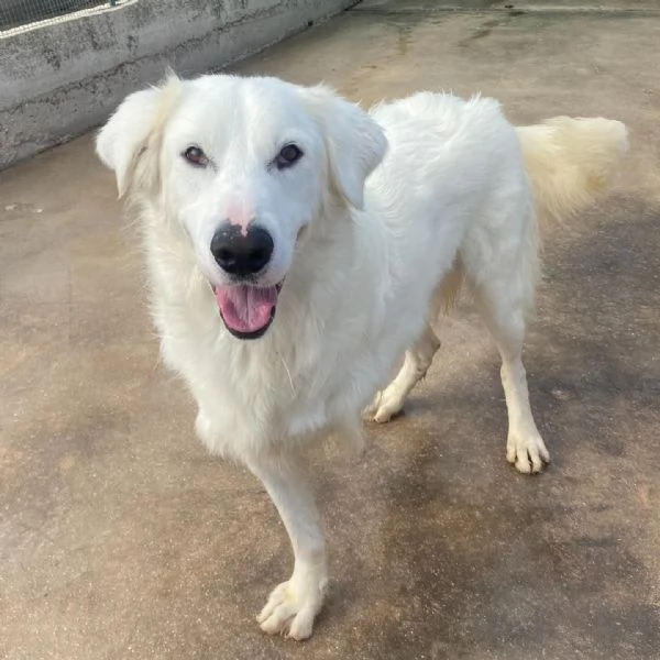 GHALI splendido cagnolino tripode in adozione - canile di Latina | Foto 2