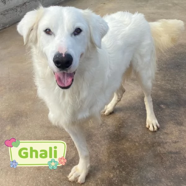 GHALI splendido cagnolino tripode in adozione - canile di Latina