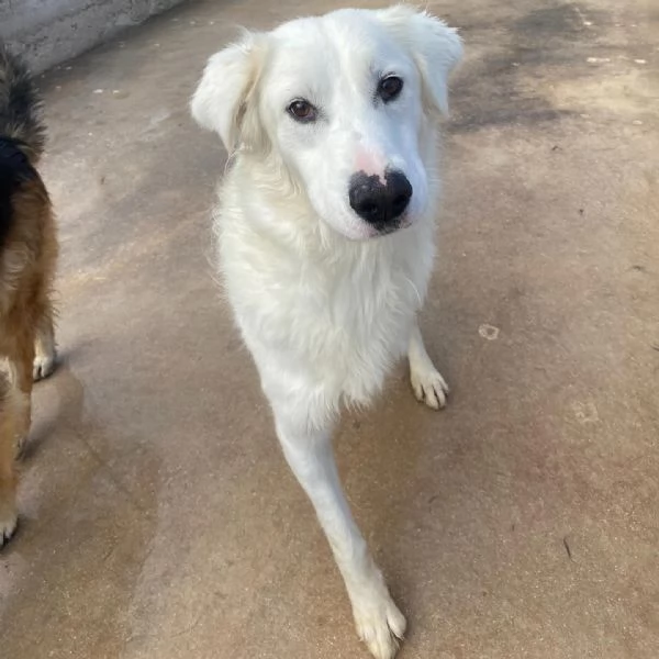 GHALI splendido cagnolino tripode in adozione - canile di Latina | Foto 1