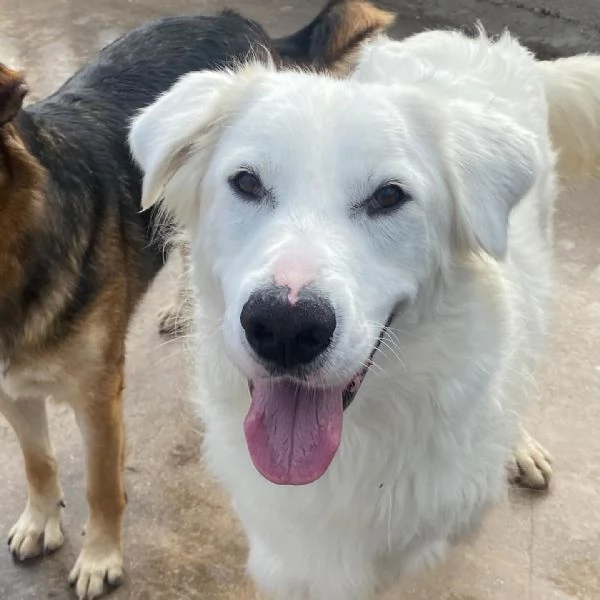 GHALI splendido cagnolino tripode in adozione - canile di Latina | Foto 0