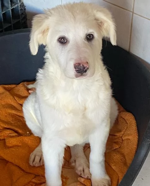 Aurora dolce cucciola 5 mesi cerca casa  - adozione canile di Latina | Foto 2