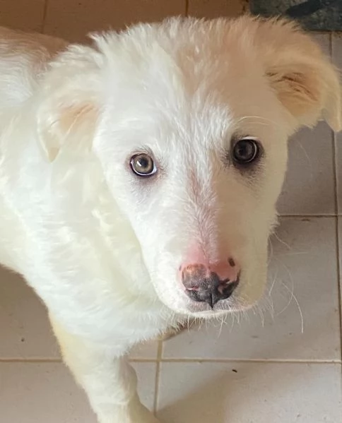 Aurora dolce cucciola 5 mesi cerca casa  - adozione canile di Latina | Foto 1