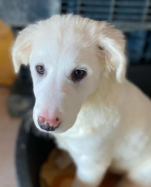 Aurora dolce cucciola 5 mesi cerca casa  - adozione canile di Latina | Foto 0