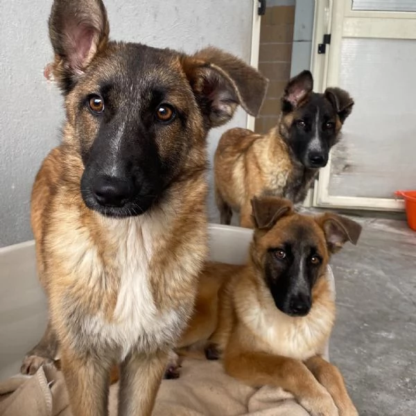 DIVA stupenda incrocio pastore belga 5 mesi e mezzo cerca casa  | Foto 3