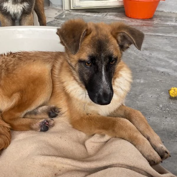 DIVA stupenda incrocio pastore belga 5 mesi e mezzo cerca casa  | Foto 2