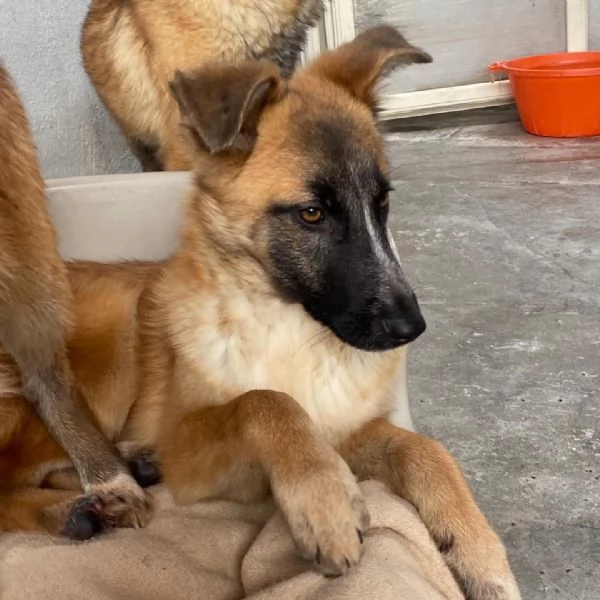 DIVA stupenda incrocio pastore belga 5 mesi e mezzo cerca casa  | Foto 1