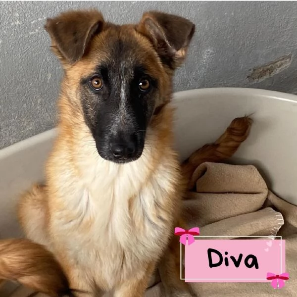 DIVA stupenda incrocio pastore belga 5 mesi e mezzo cerca casa 