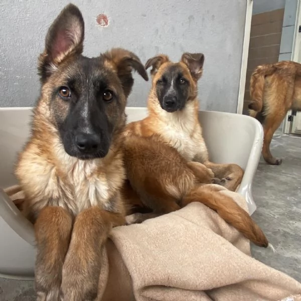 Dafne cucciolona incrocio pastore belga cerca casa - adozione canile  | Foto 6