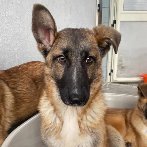 Dafne cucciolona incrocio pastore belga cerca casa - adozione canile  | Foto 5