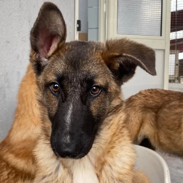 Dafne cucciolona incrocio pastore belga cerca casa - adozione canile  | Foto 3