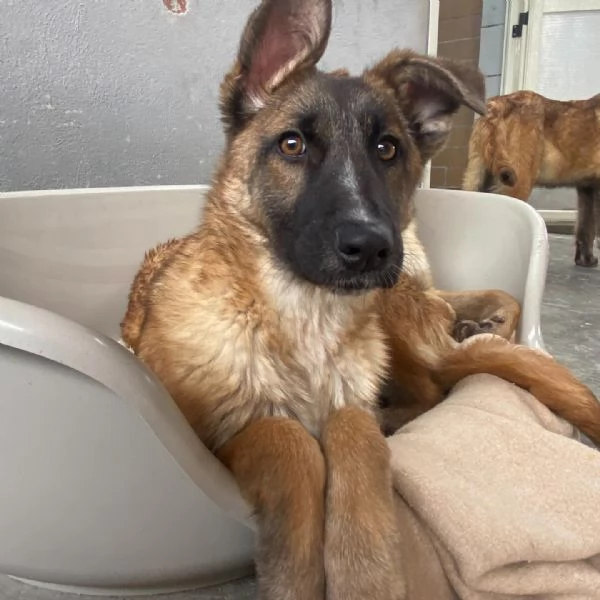 Dafne cucciolona incrocio pastore belga cerca casa - adozione canile  | Foto 1