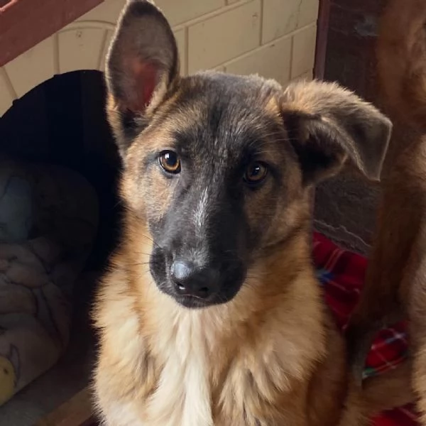 Dafne cucciolona incrocio pastore belga cerca casa - adozione canile  | Foto 0