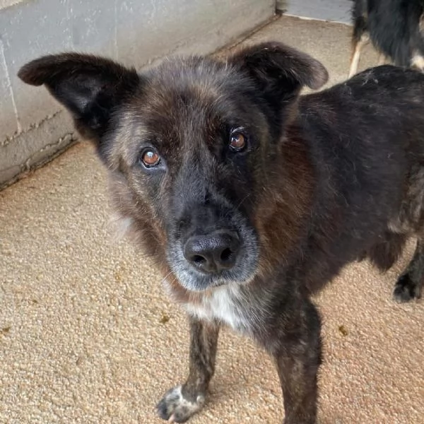 Schizzo nonnino 12 anni cerca casa - adozione canile di Latina | Foto 6