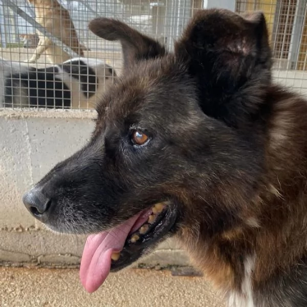 Schizzo nonnino 12 anni cerca casa - adozione canile di Latina | Foto 5