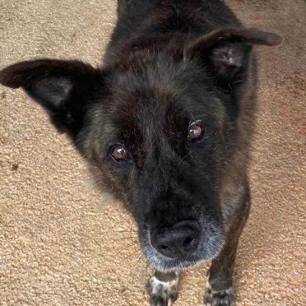 Schizzo nonnino 12 anni cerca casa - adozione canile di Latina | Foto 4