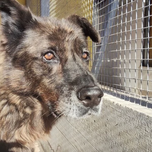 Schizzo nonnino 12 anni cerca casa - adozione canile di Latina | Foto 3