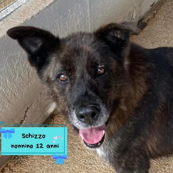 Schizzo nonnino 12 anni cerca casa - adozione canile di Latina