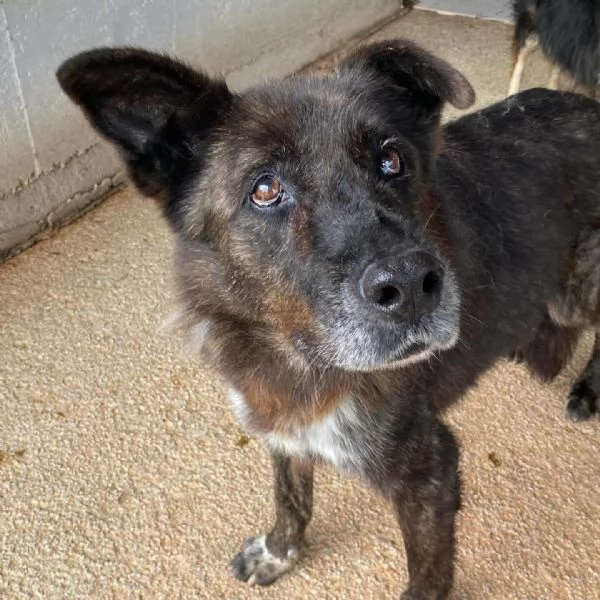 Schizzo nonnino 12 anni cerca casa - adozione canile di Latina | Foto 1