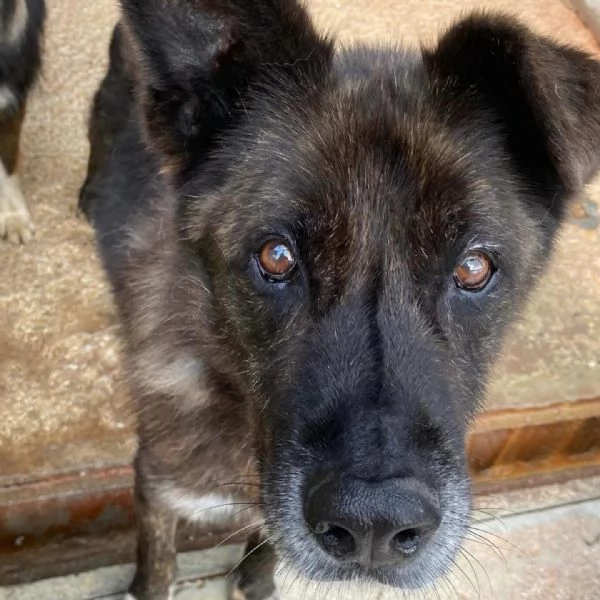 Schizzo nonnino 12 anni cerca casa - adozione canile di Latina | Foto 0