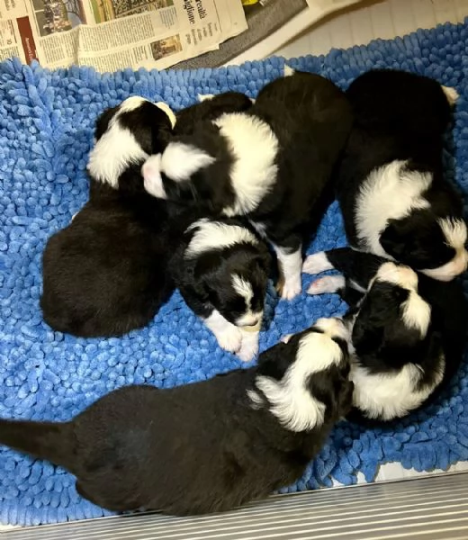 Cuccioli di Border collie | Foto 7