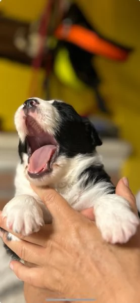 Cuccioli di Border collie | Foto 6