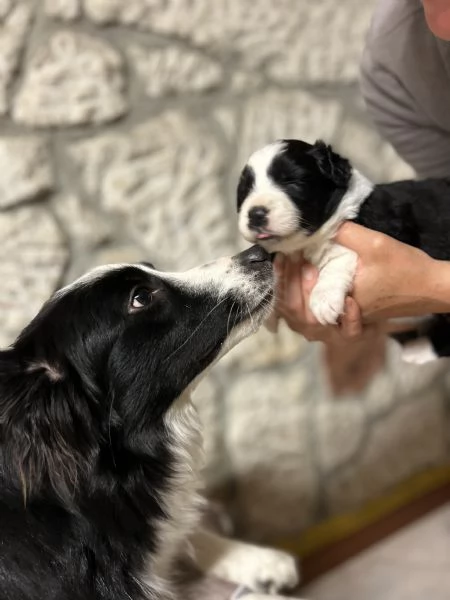 Cuccioli di Border collie | Foto 5