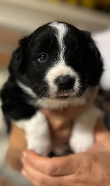 Cuccioli di Border collie | Foto 3