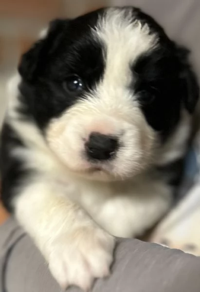 Cuccioli di Border collie | Foto 1