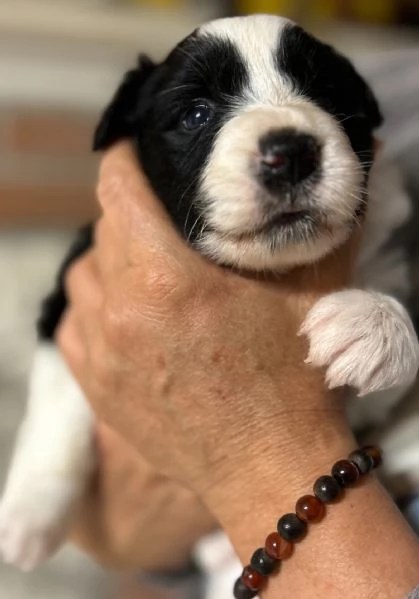 Cuccioli di Border collie | Foto 0