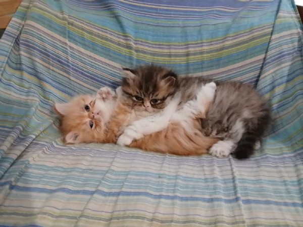 Gatti persiani 