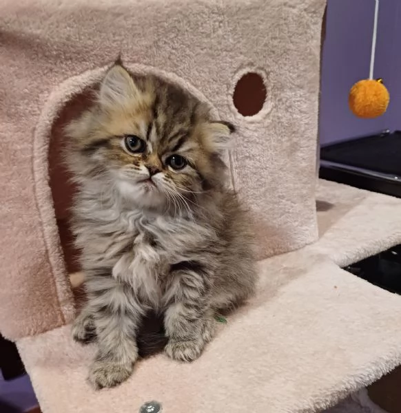 Gatti persiani  | Foto 2