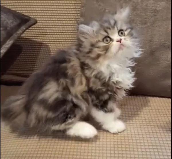 Gatti persiani  | Foto 0