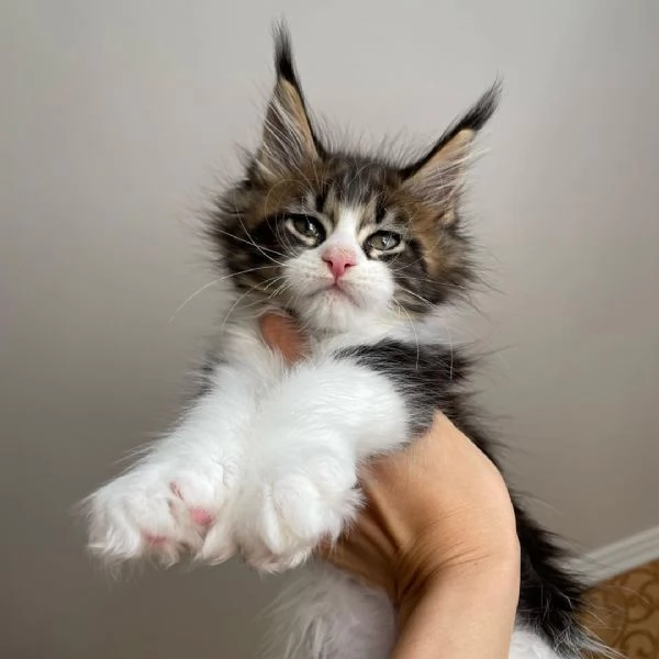 Fantastici gattini Maine Coon