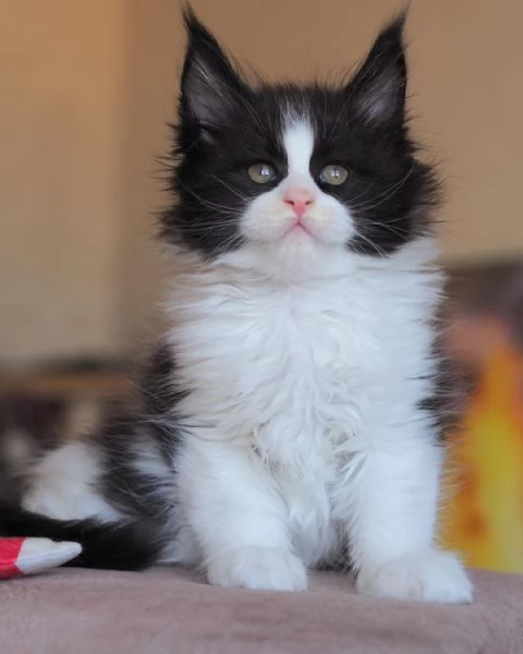 Fantastici gattini Maine Coon | Foto 1