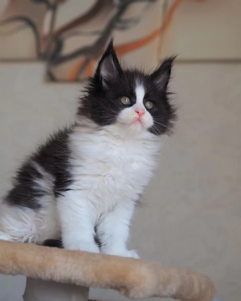 Fantastici gattini Maine Coon | Foto 0