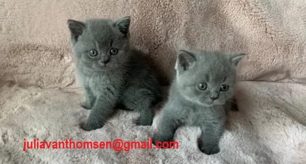 Cuccioli British shorthair