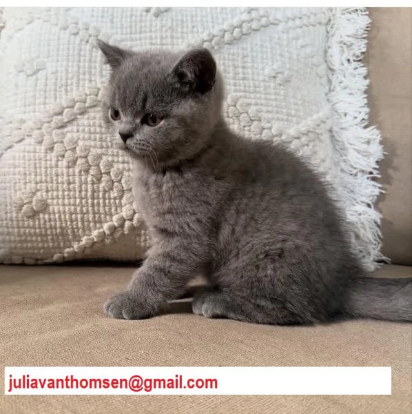 British shorthair