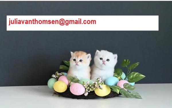 Cuccioli British shorthair