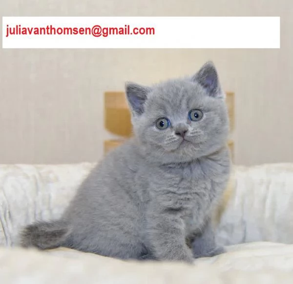 British shorthair pagamento rateizzabile