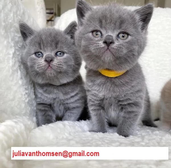 Disponibili cuccioli british shorthair