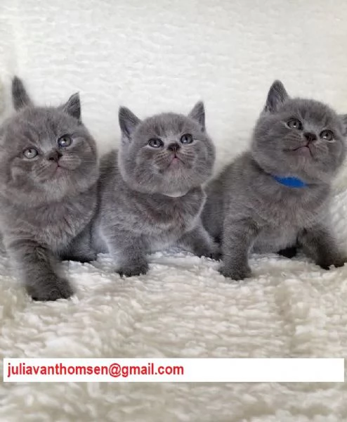 Adorabili cucciole British Shorthair