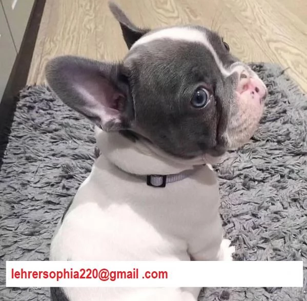Bulldog Francese  Bouledogue Grigi