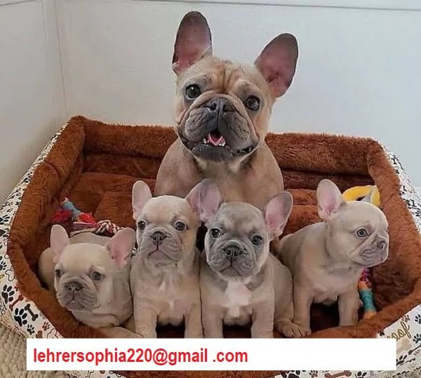 Cuccioli di Bulldog Francese