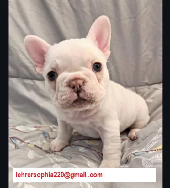 Bulldog francese - bouledogue