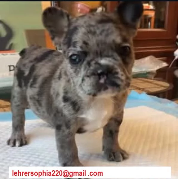  Cucciolo di bulldog francese